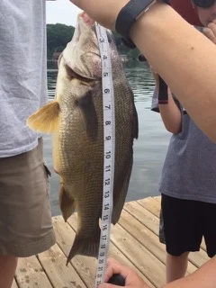 Adam 20 inch Sheepshead