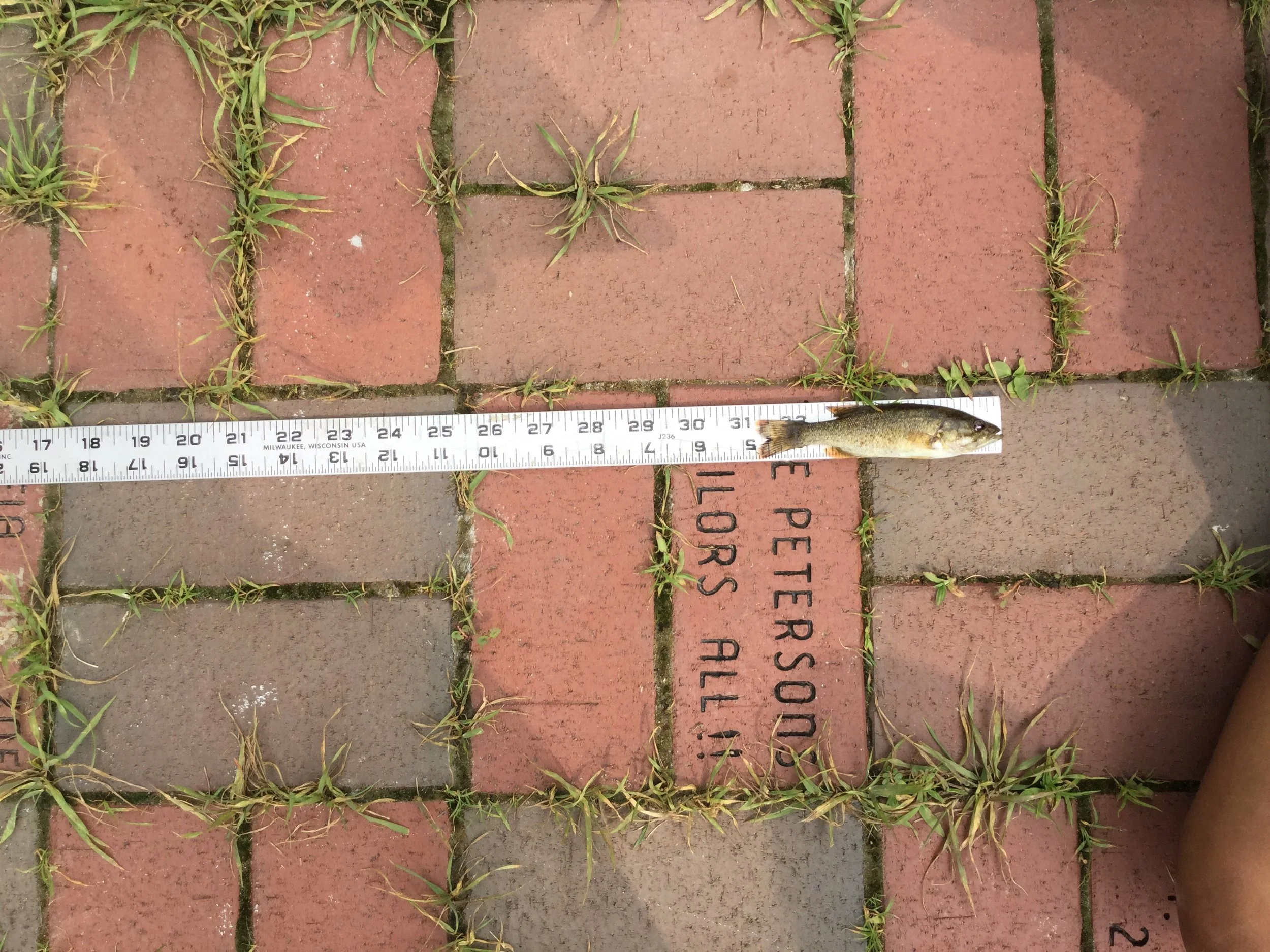 Bodhi 5 inch Small Mouth Bass