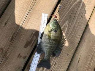 Noah 7 inch Bluegill