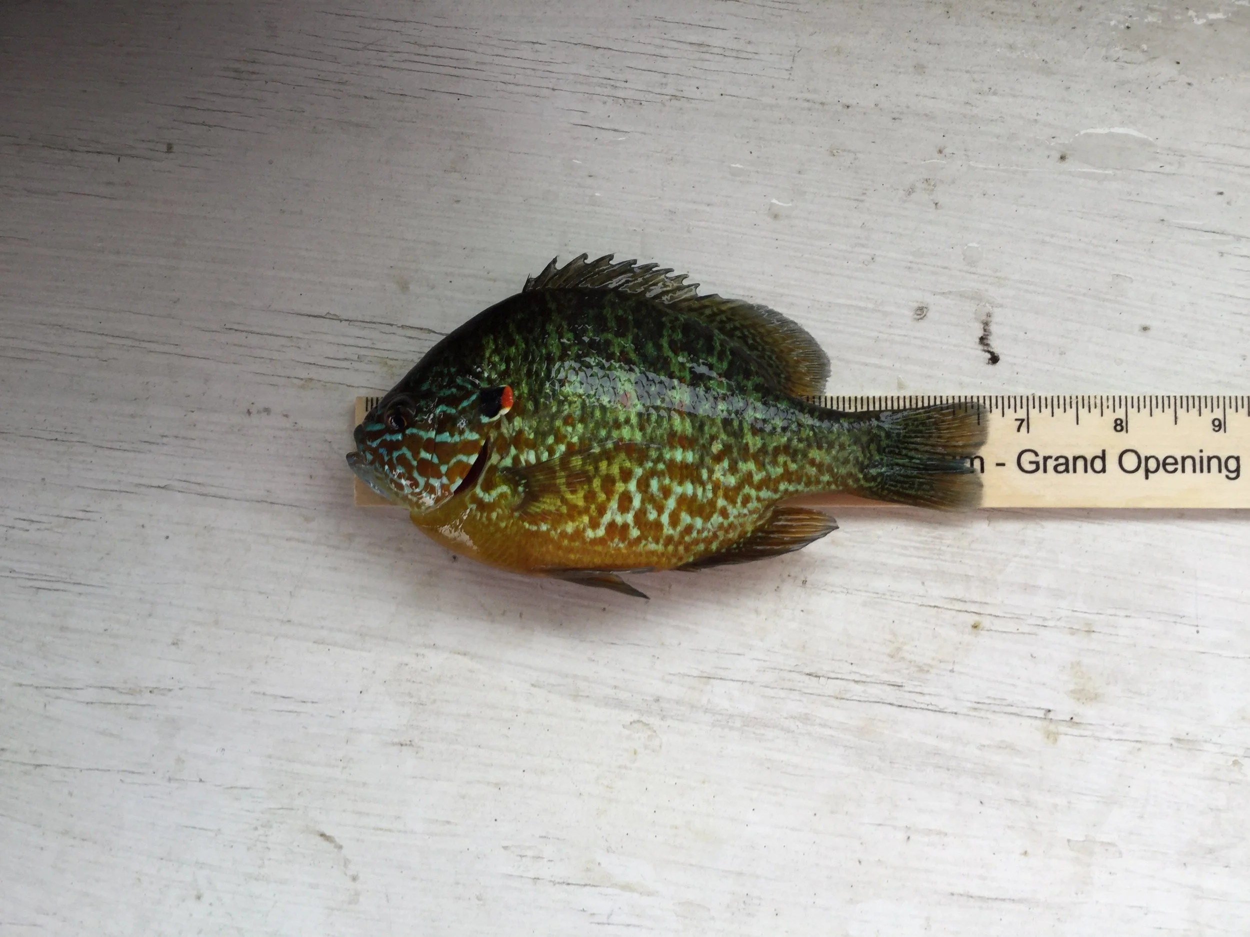 Uma 6.75 inch Sunfish