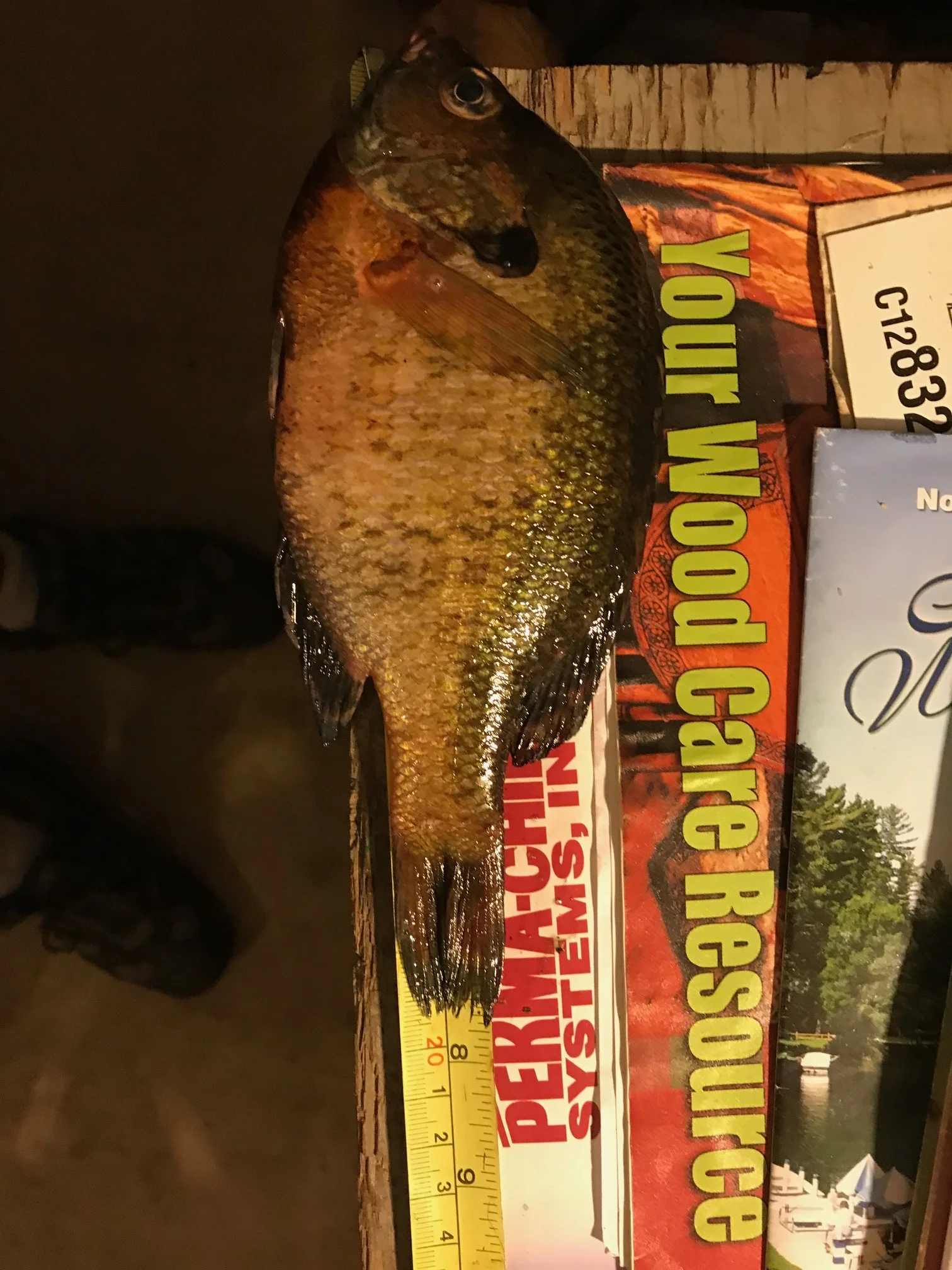 Caeley 7.75 inch Bluegill