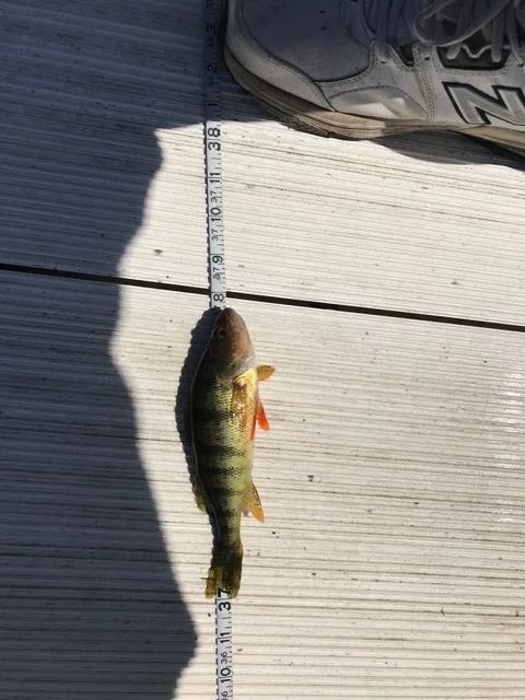 Allie Jo 7 7/8 inch Perch