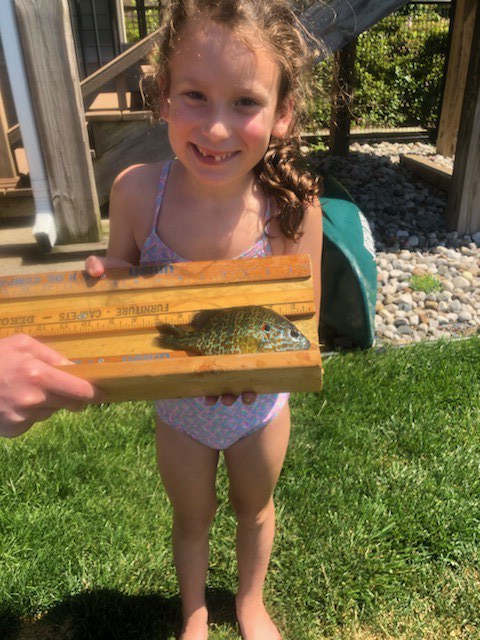 Maggie 7 inch Sunfish