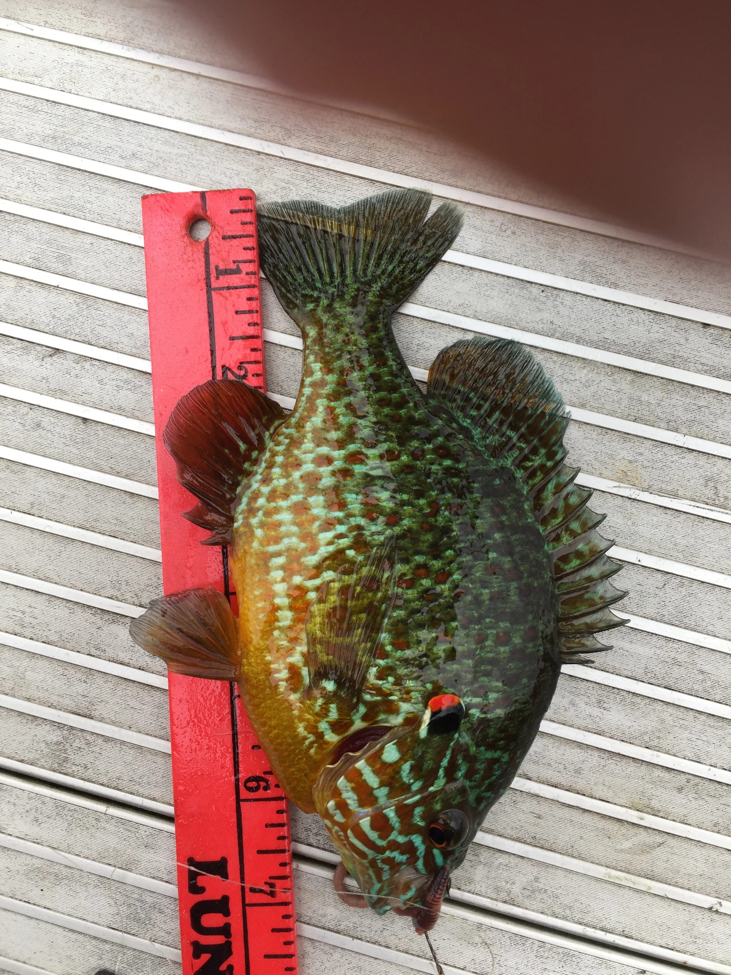 Shelby 7 inch Sunfish