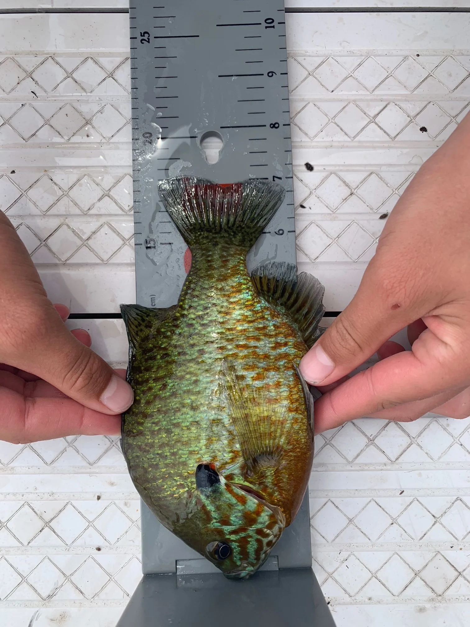 Isaac 7 inch Sunfish