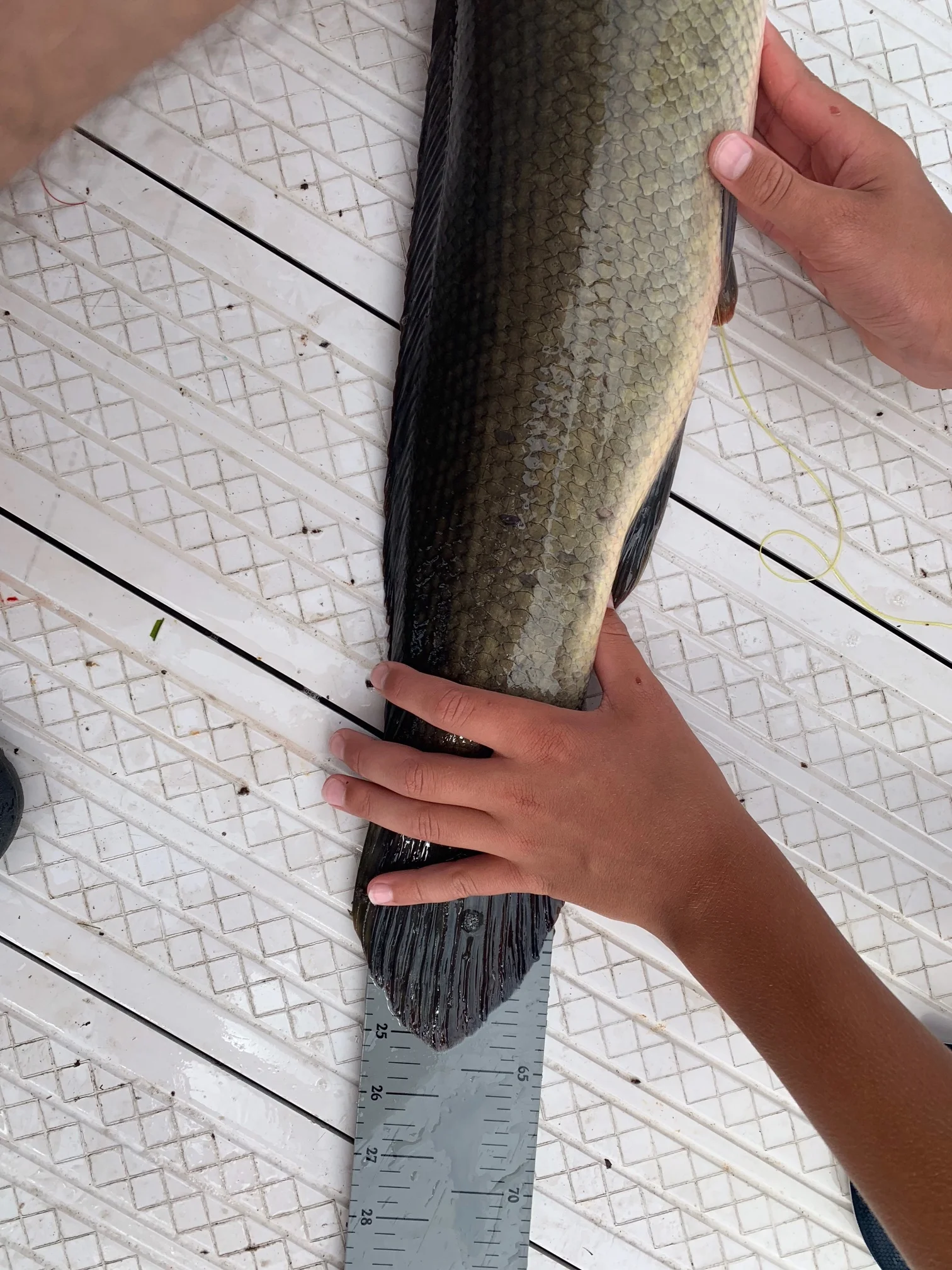 Isaac 25.25 inch Dogfish