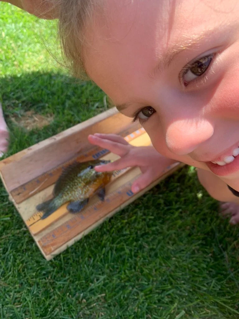 Daphne 6 inch Sunfish