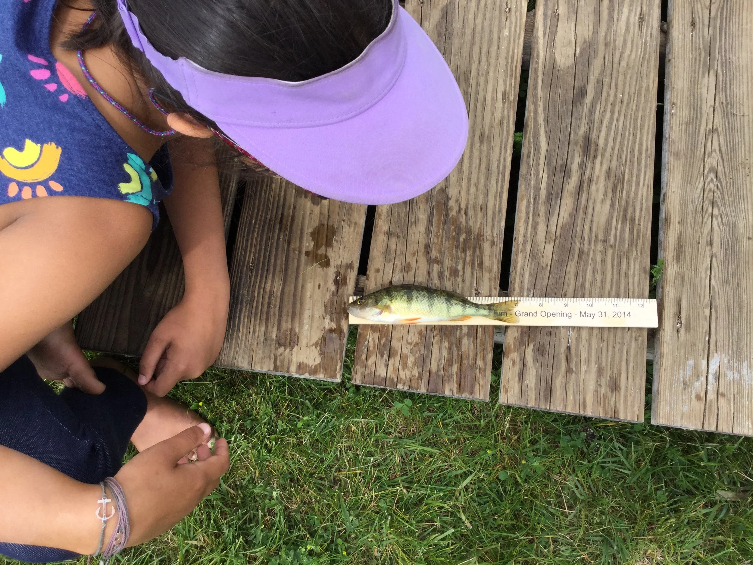 Uma 7.25 inch Perch