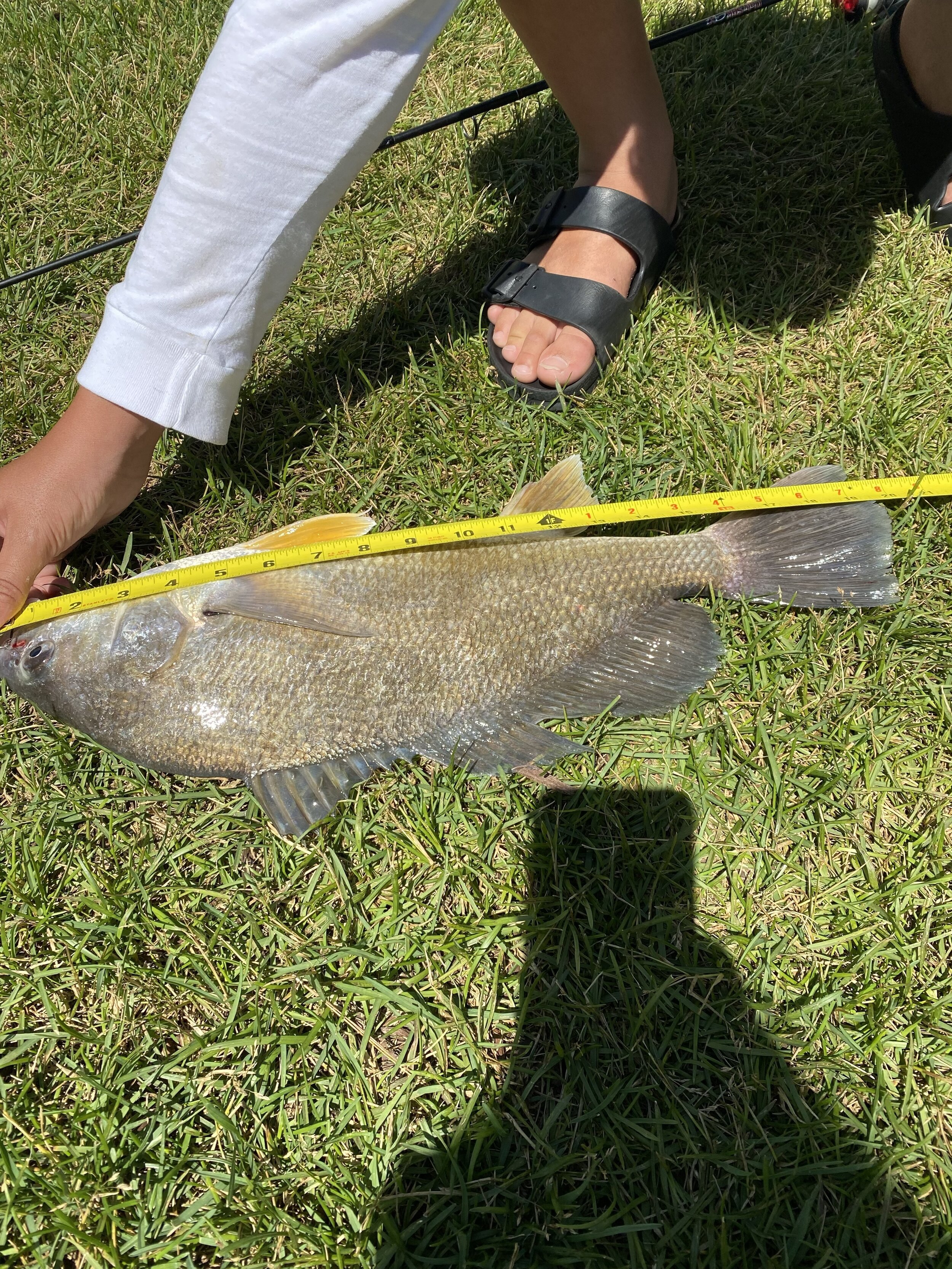 Keeton 19.67 inch Sheepshead