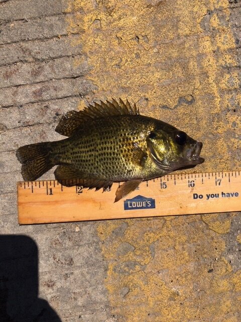 Cali 6.5 inch Rock Bass