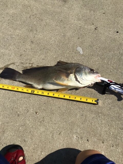 Colin 19 inch Sheepshead