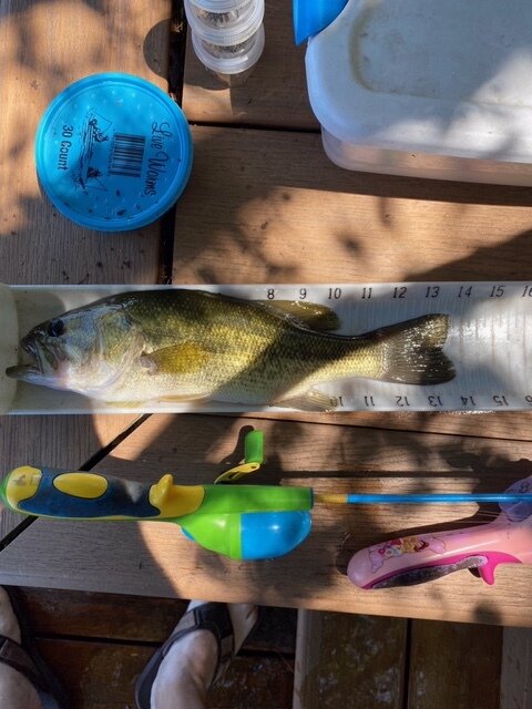 Luke 13.5 inch Large Mouth Bass