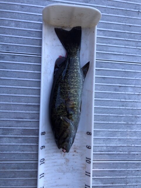 Arica 9.5 inch Small Mouth Bass