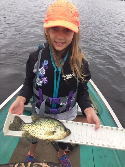 Ashley 12 inch Crappie