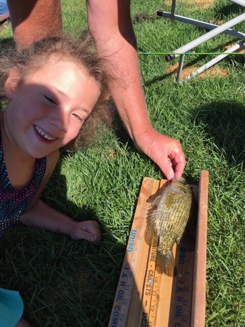 Daphne 9.5 inch Rock Bass