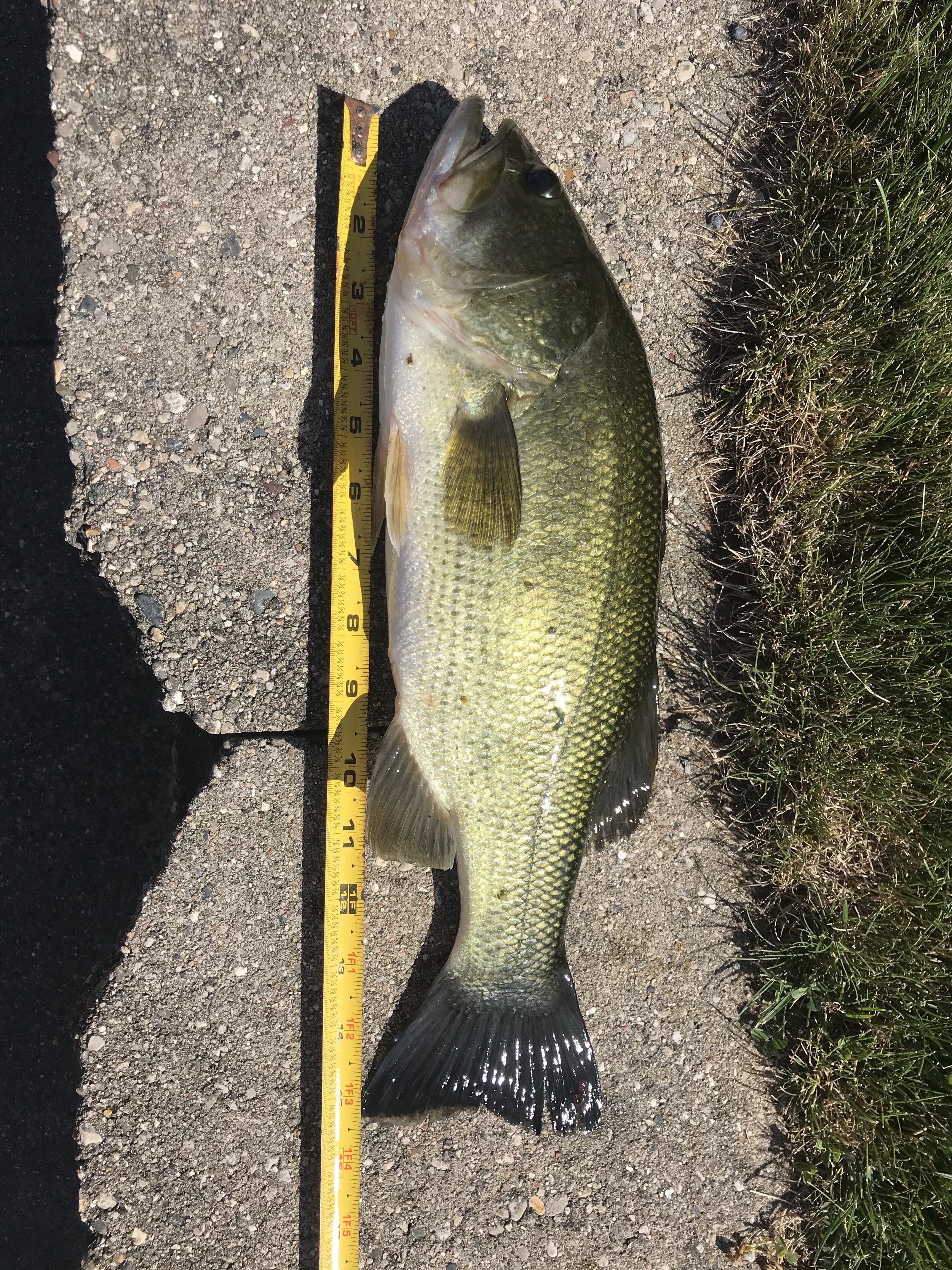 Ryan 15.25 inch Large Mouth Bass
