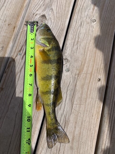 Mason 12.5 inch Perch