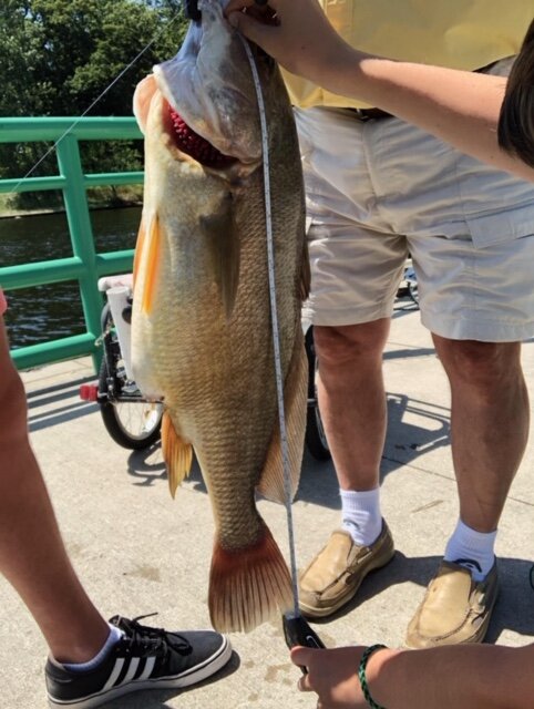 Tristan 27 inch Sheepshead