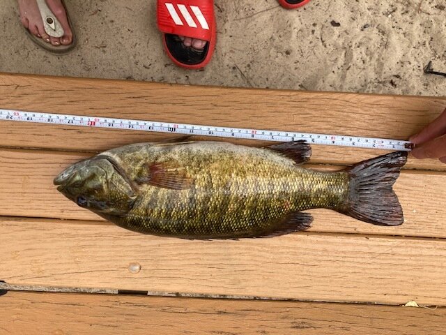 Jack 17.75 inch Small Mouth Bass