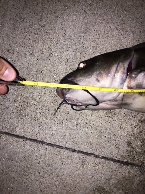 Thomas 23.75 inch Channel Catfish