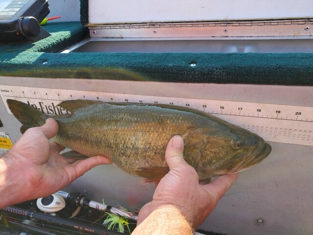 Savannah 19 inch Large Mouth Bass