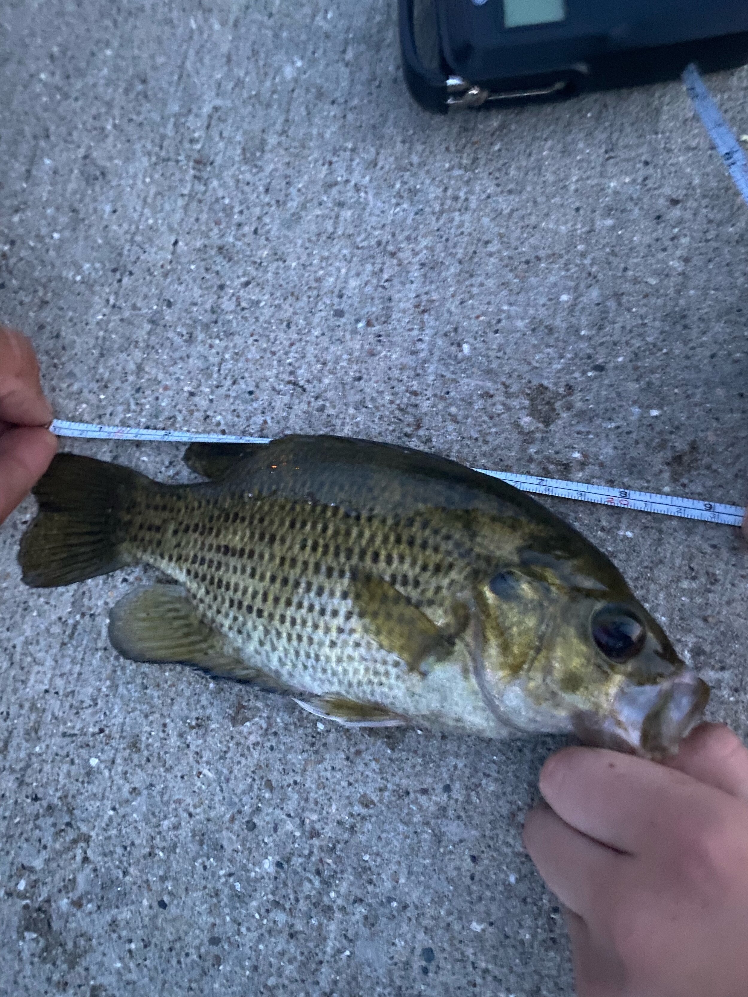 Kate  9.25 inch Rock Bass.jpeg