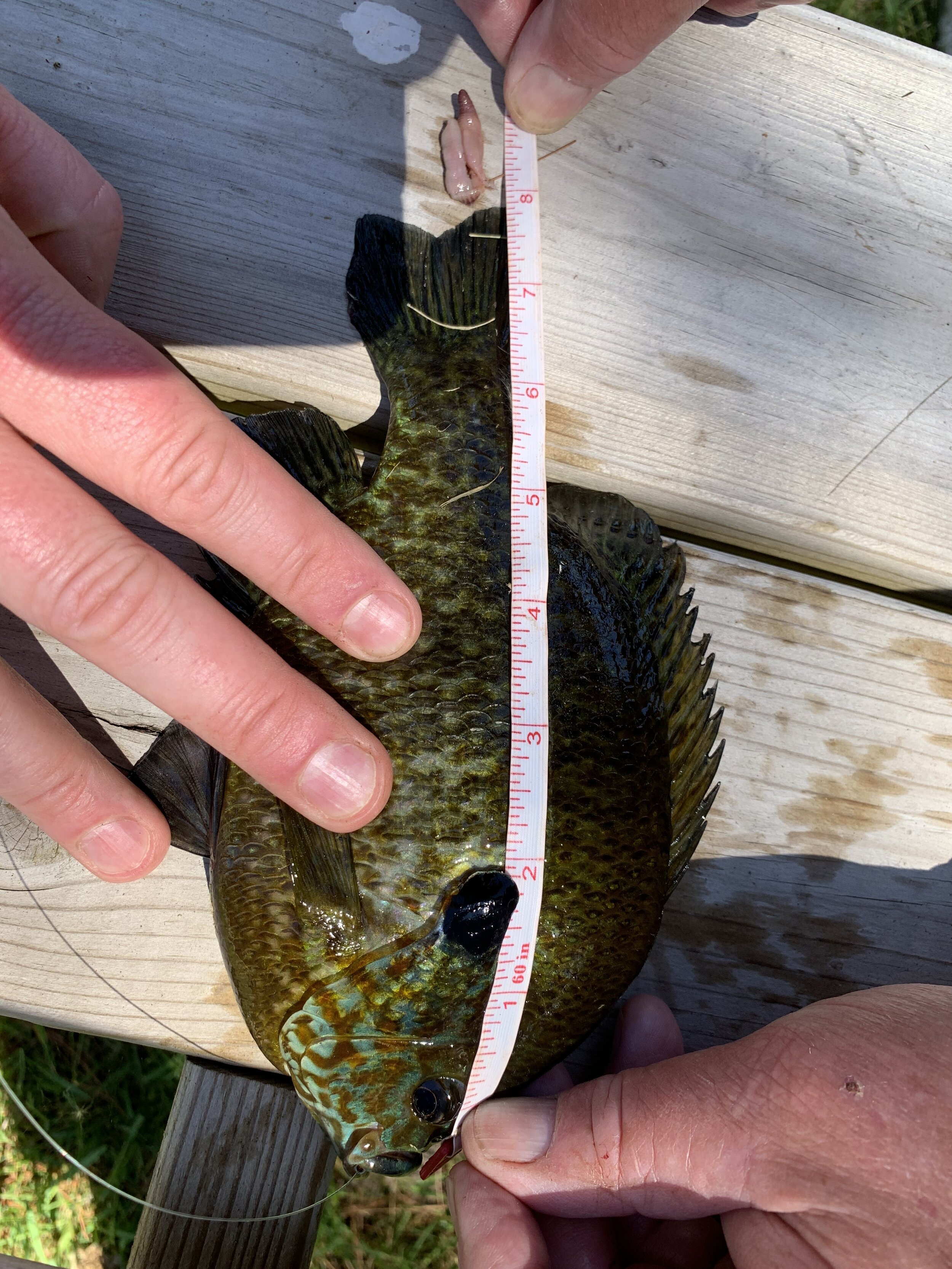 Caroline P. 7.875 inch  Pumpkinseed.JPEG