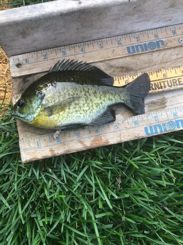 Lilly  7.5 inch Bluegill.jpeg