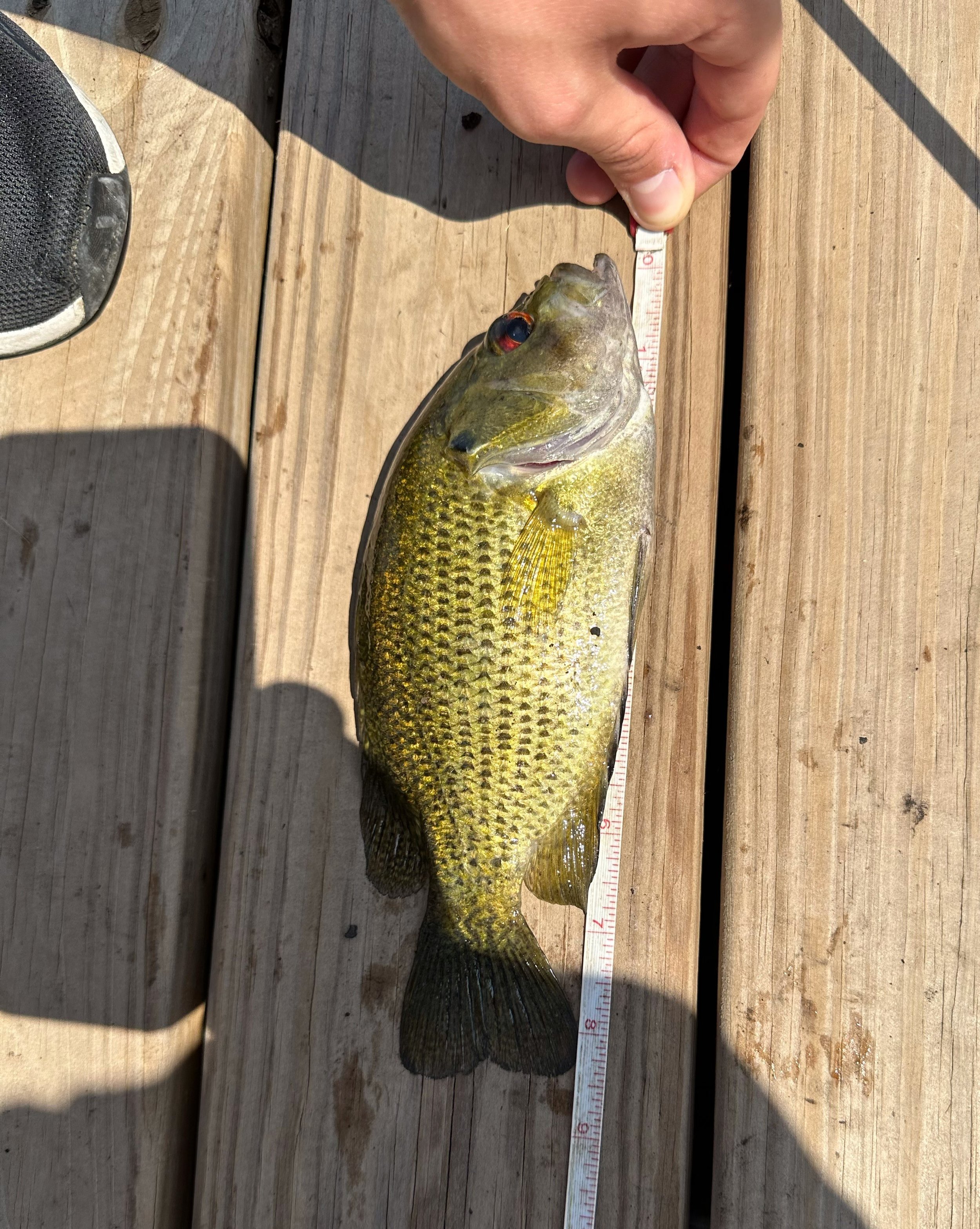 Noah Deboni. 8.5 inch Rock Bass.jpeg