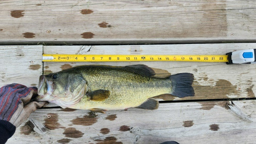Sam Meyerveen  18.6 inch Large Mouth Bass.jpg