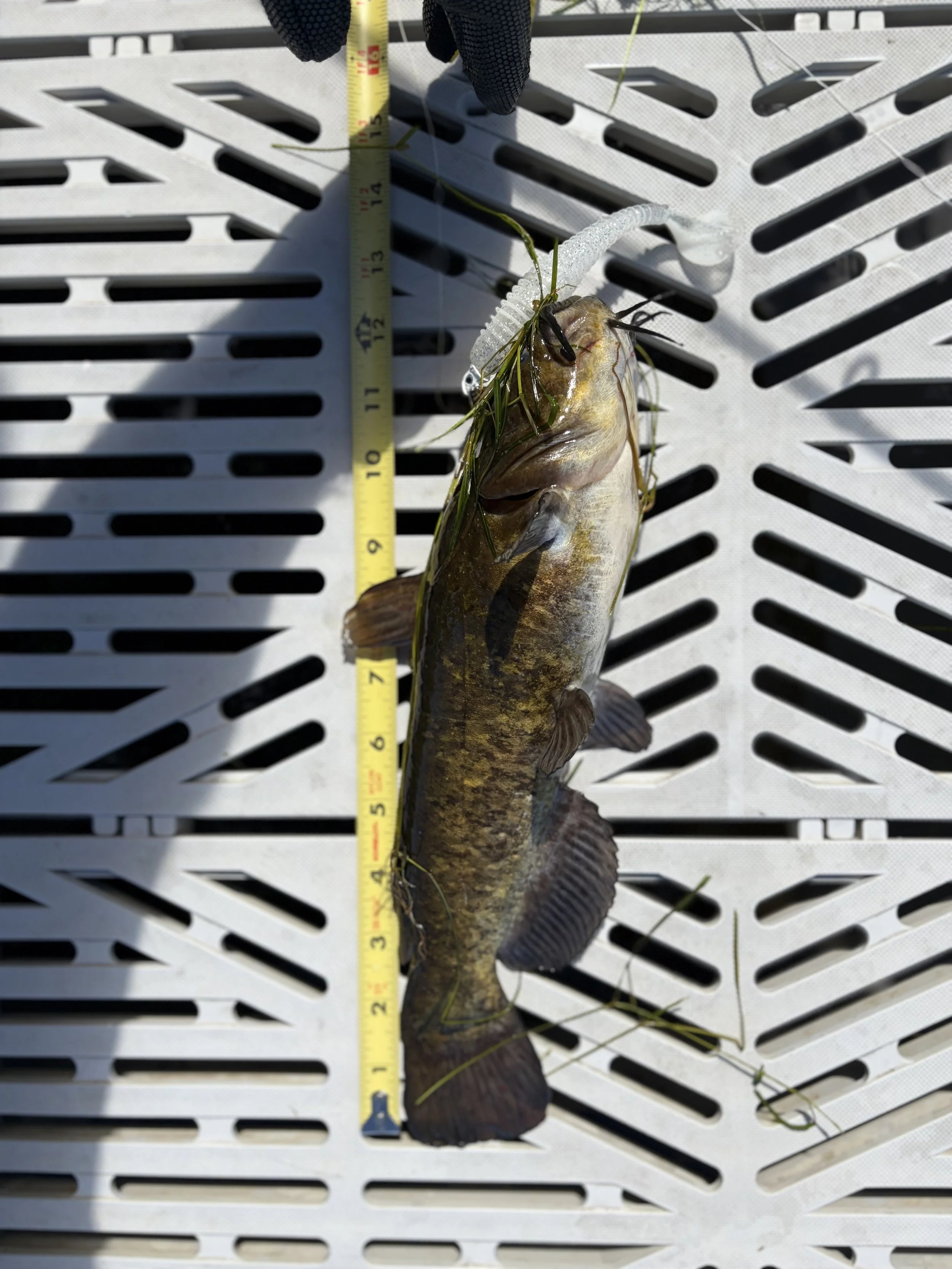 Bullhead. Ashley Marentette. 12.5 inch.jpeg