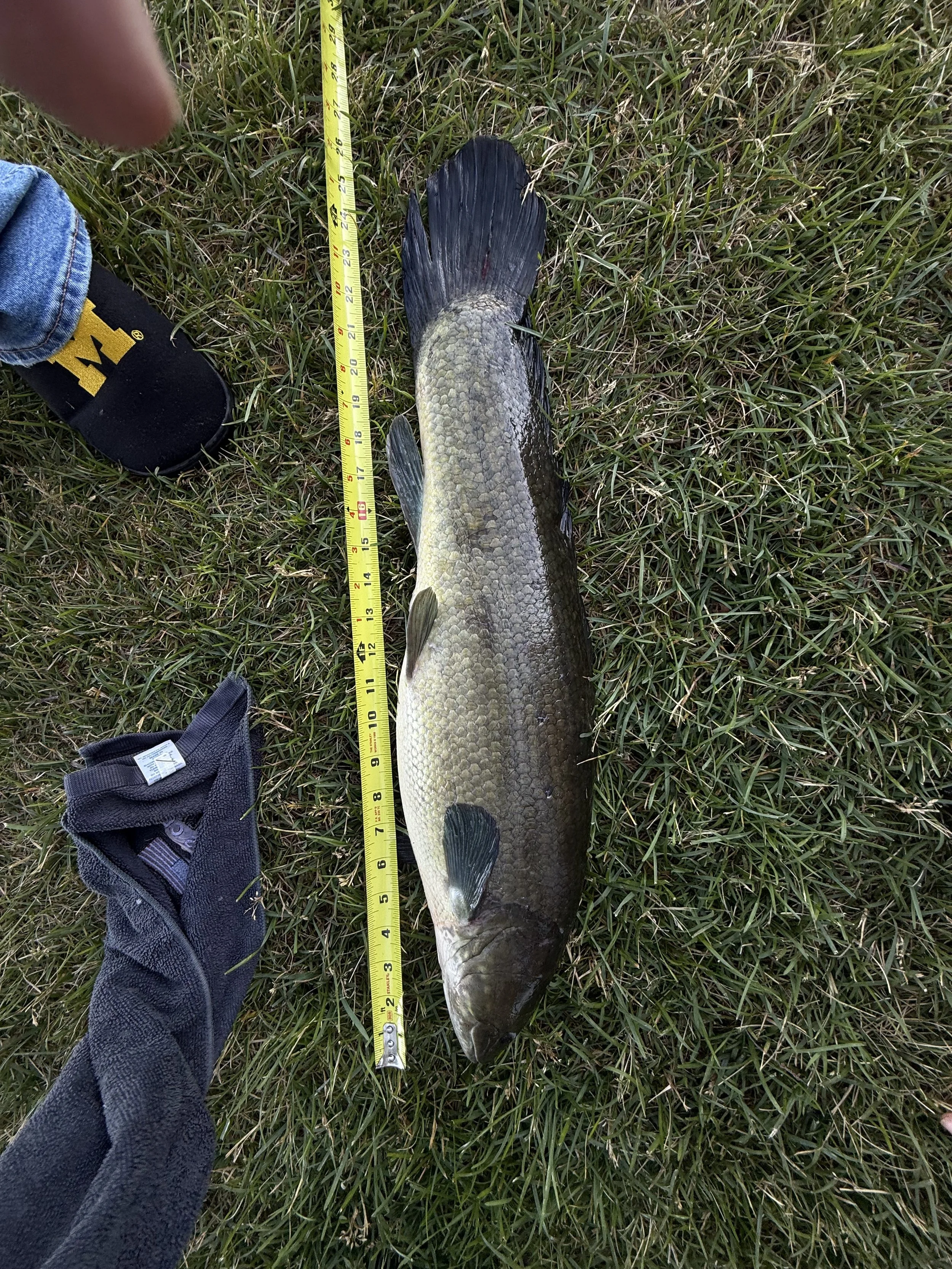 Dogfish. Annabelle Adams. 26 inch.jpeg