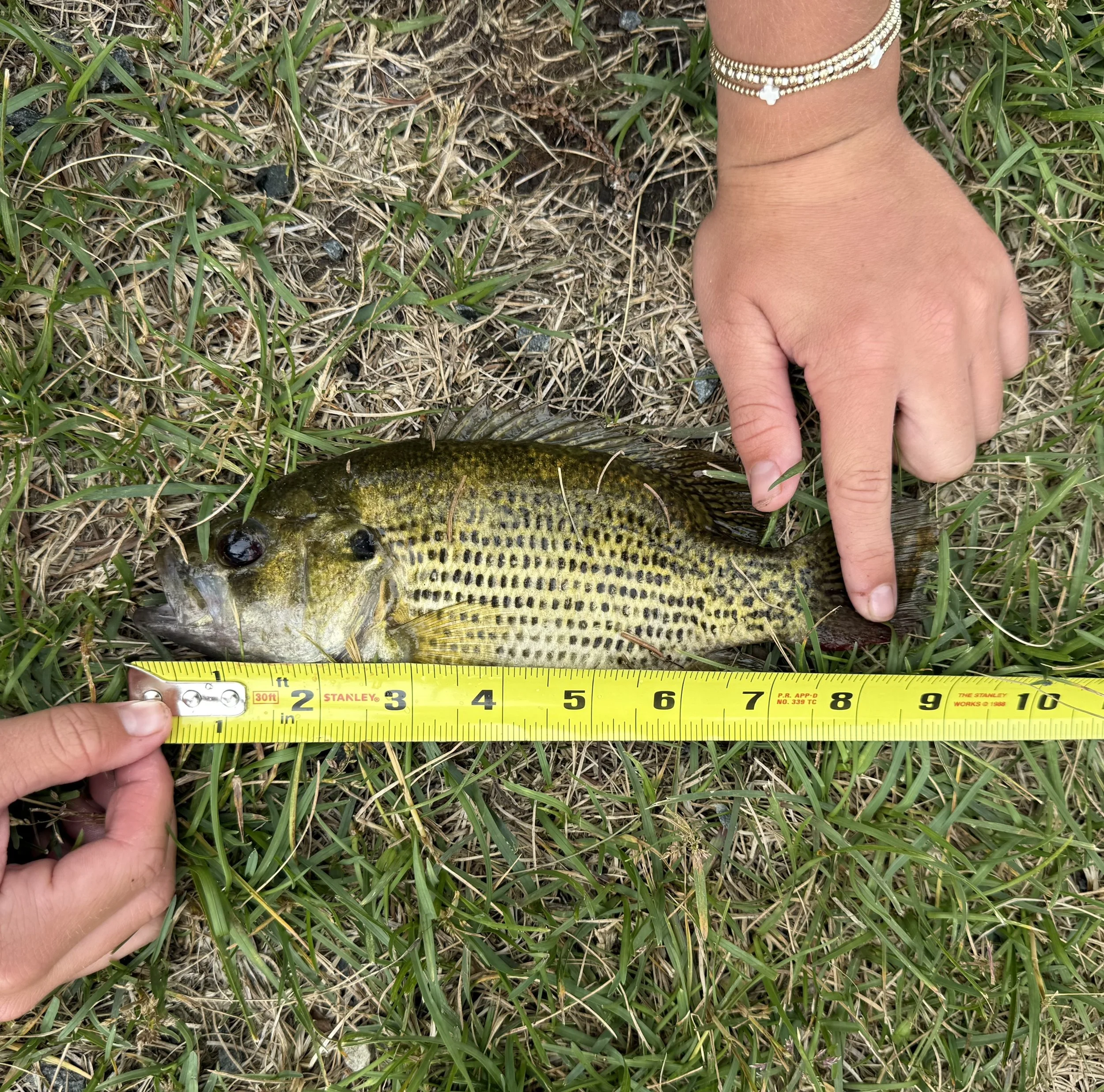 Rock Bass. Ella June Adams. 8.75 inch.jpeg