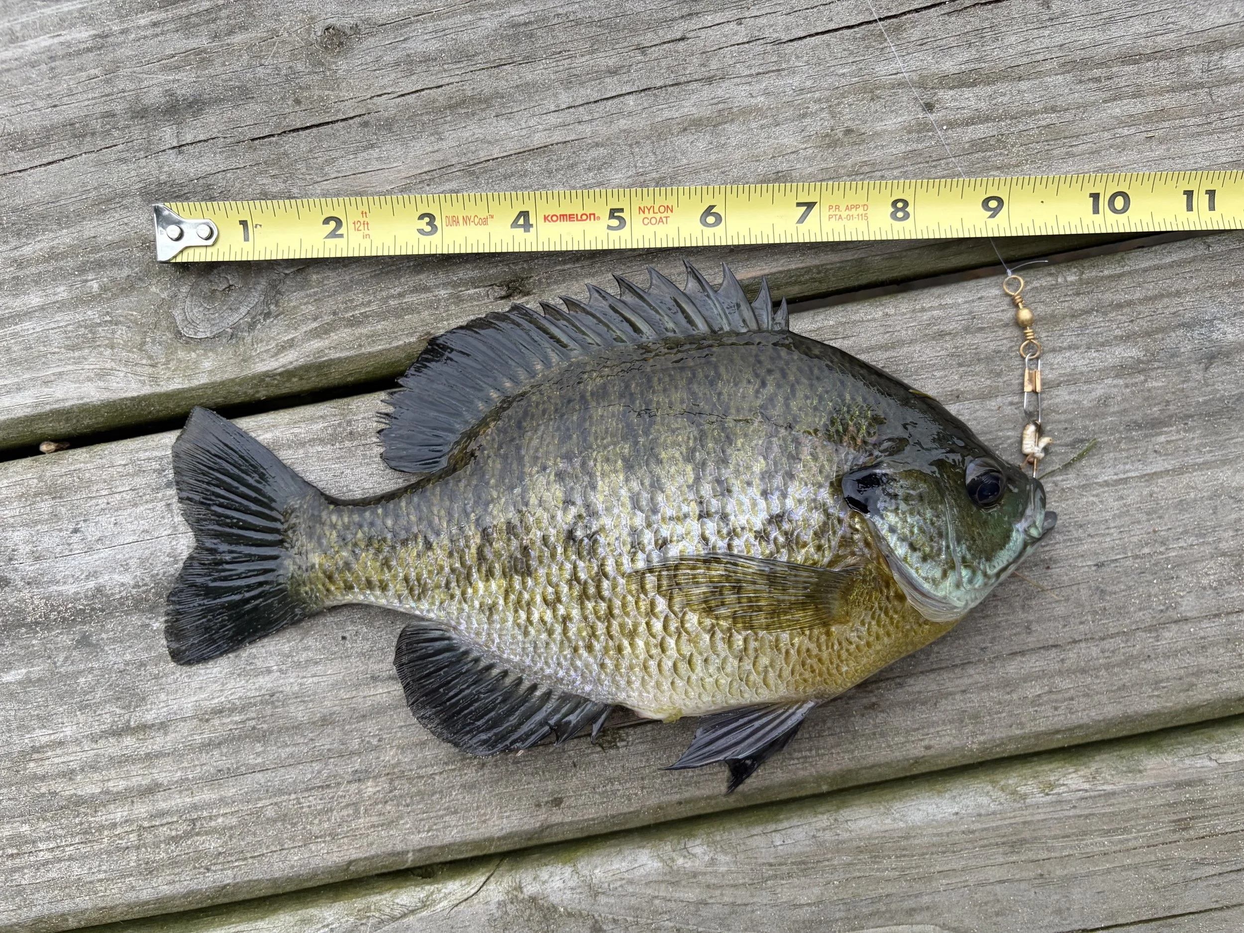 Bluegill. Graham Marentette 9.25 inch.jpeg