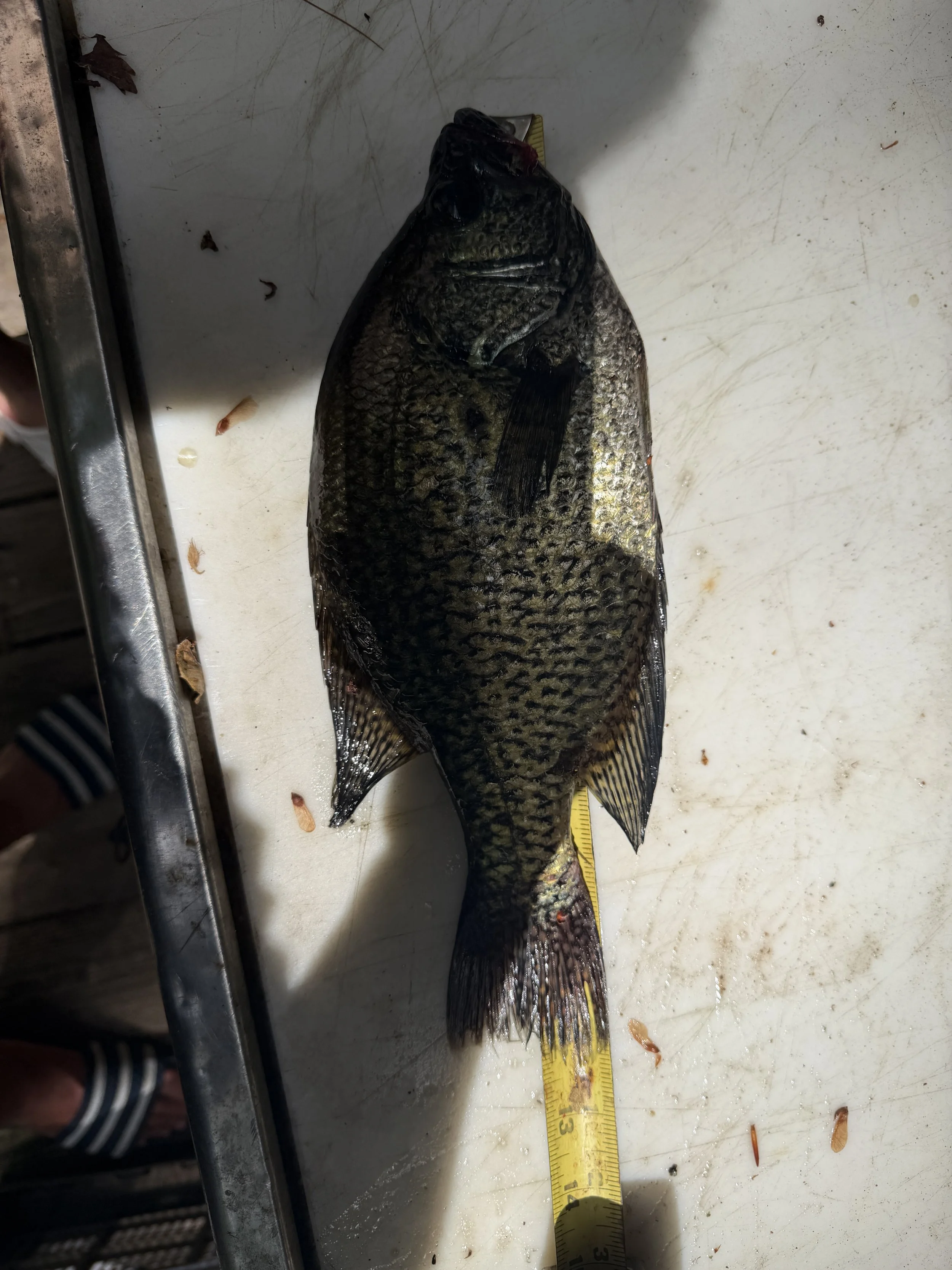 Crappie. Brendan Nelson. 12 and 3.8th inch. POST THIS PHOTO..JPEG