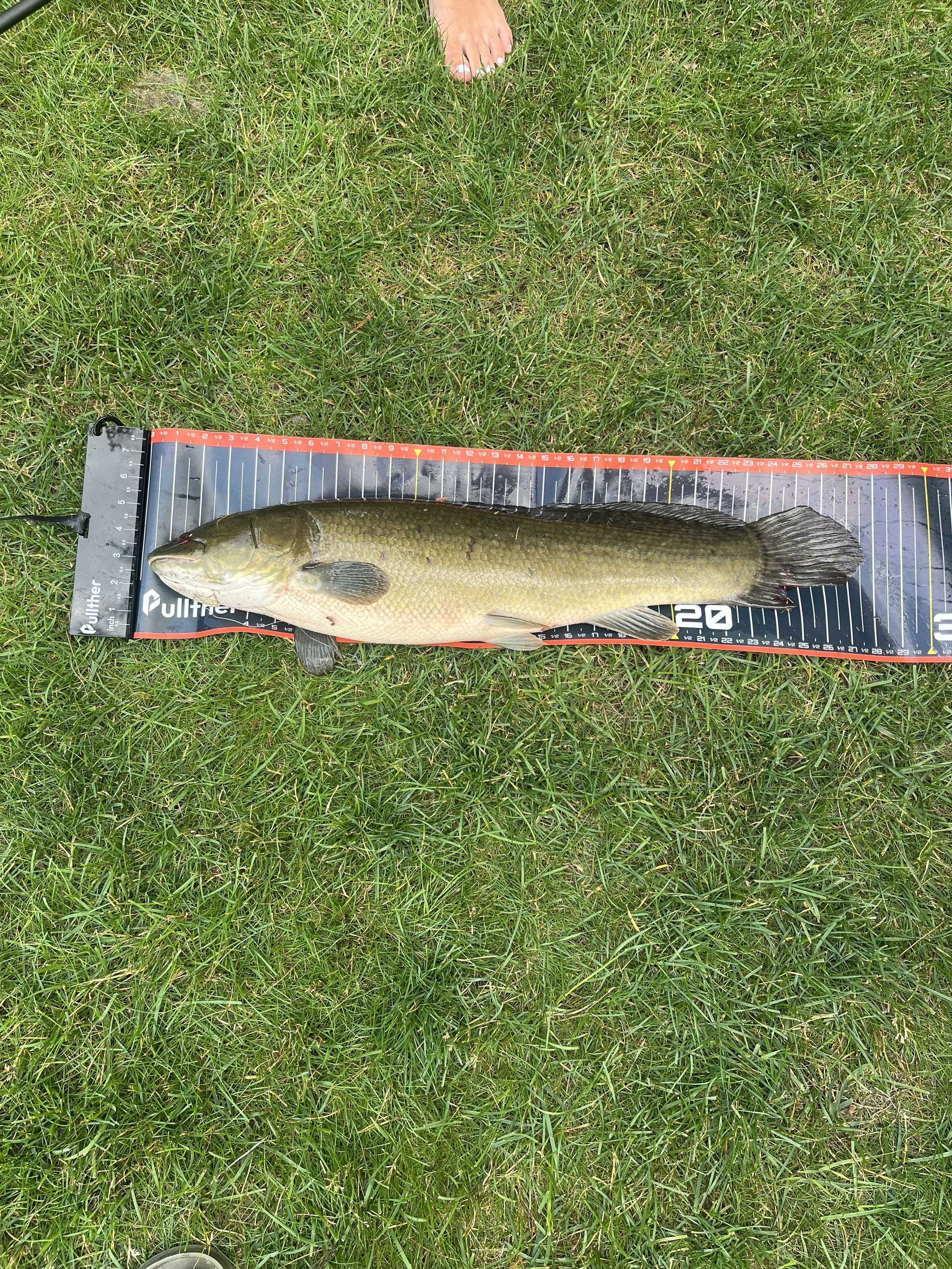 Dogfish.Bowfin. Remi Stuit 27.5 inch .jpeg
