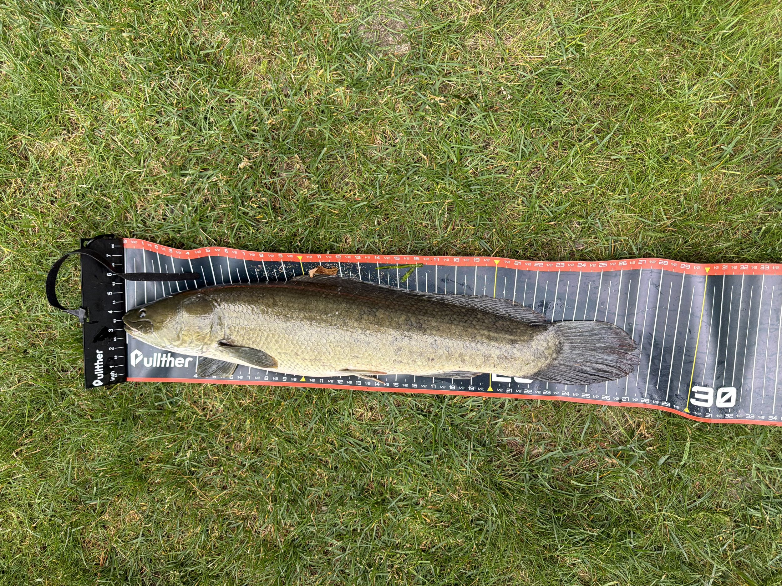 Dogfish.Bowfin. Remi Stuit 27.5 inch. MASTER ANGLER.jpeg