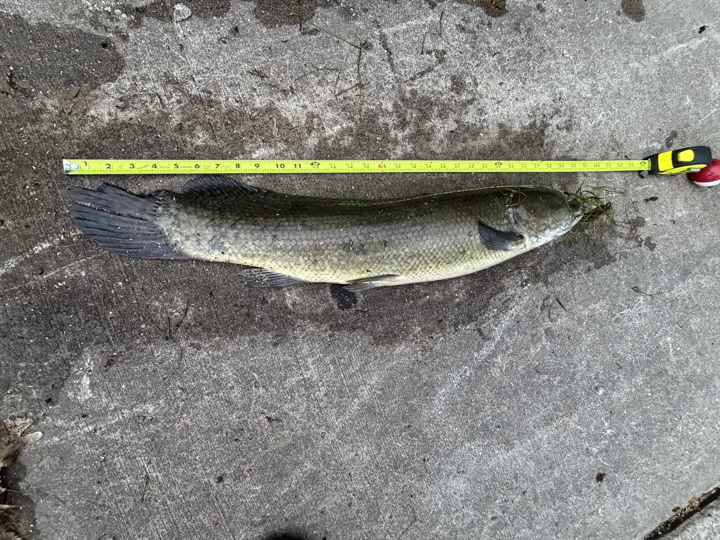 Dogfish.Bowfin.Seth Tappel 31 inch.jpeg