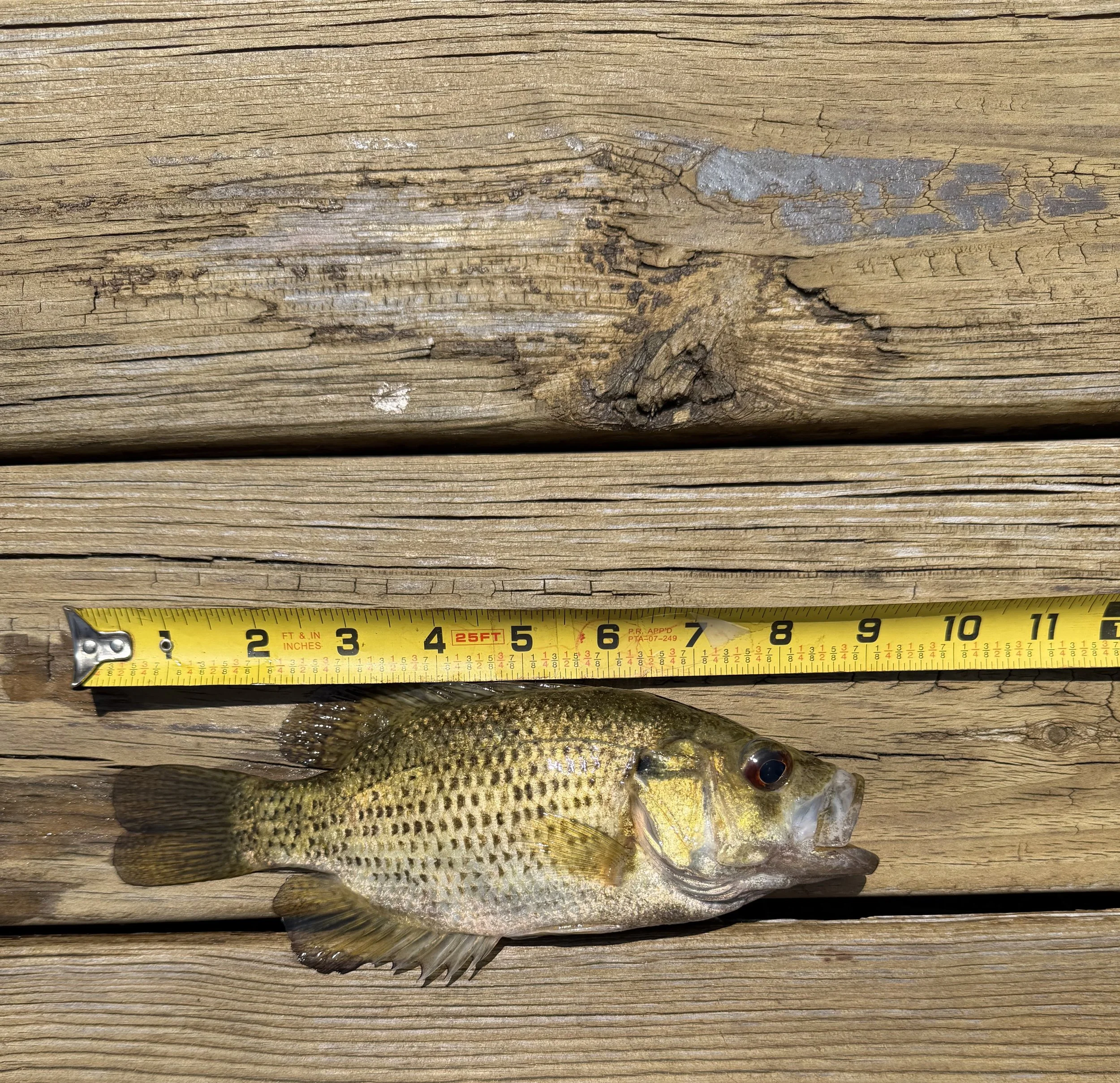 Rock Bass. Henry Slotsema. 8 n 7.8” .jpeg