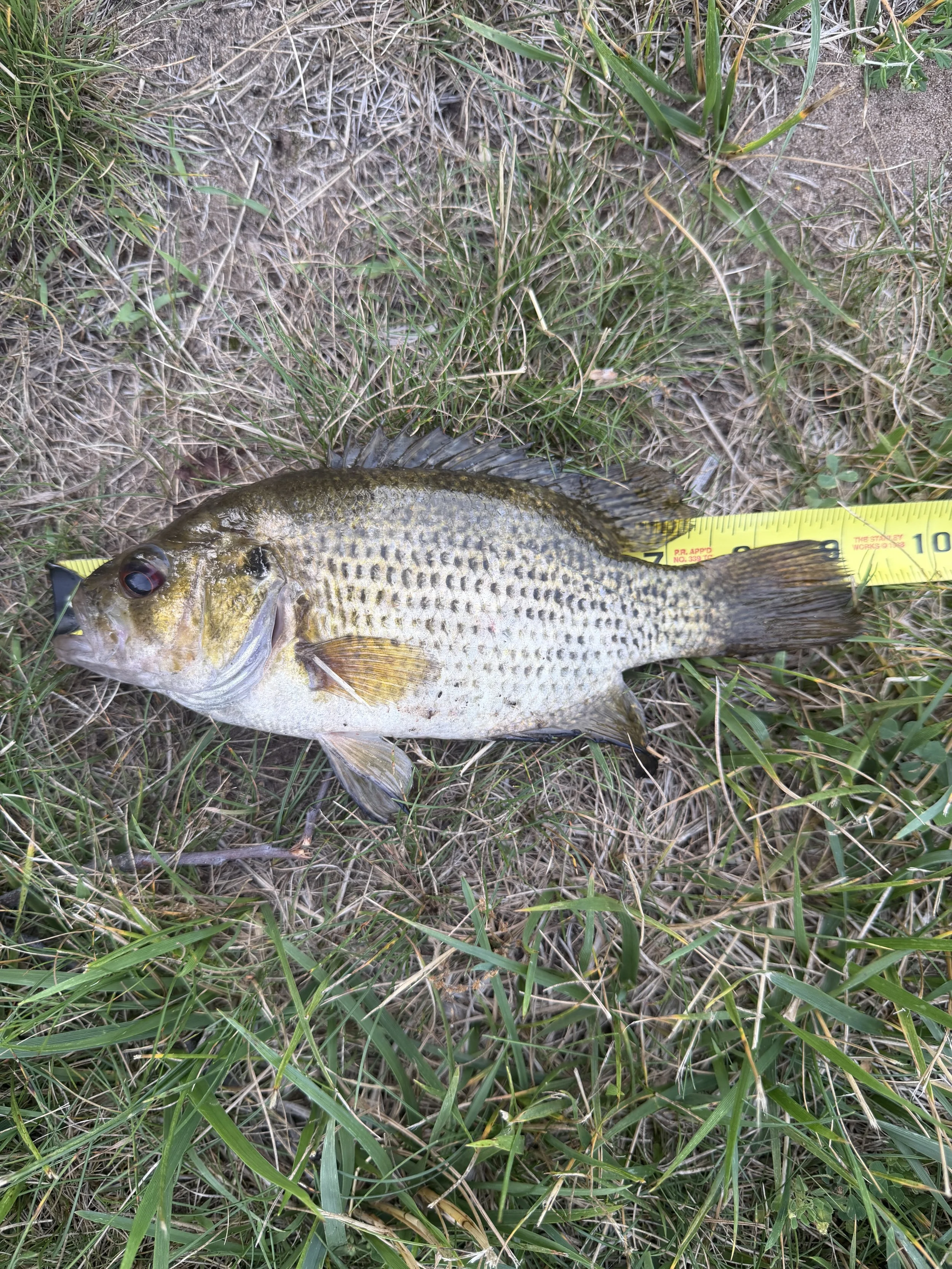 Rock Bass. Brendan Nelson. 9 inch.JPEG