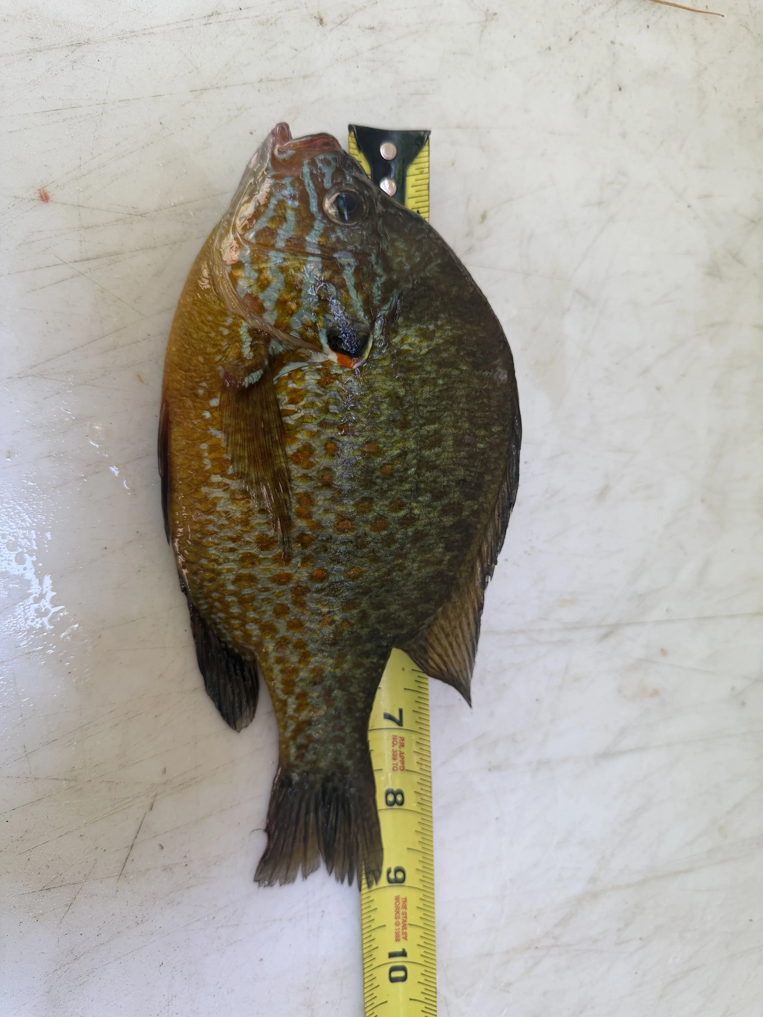 Pumpkinseed.Brendan Nelson.  9 inch MASTER ANGLER.JPEG
