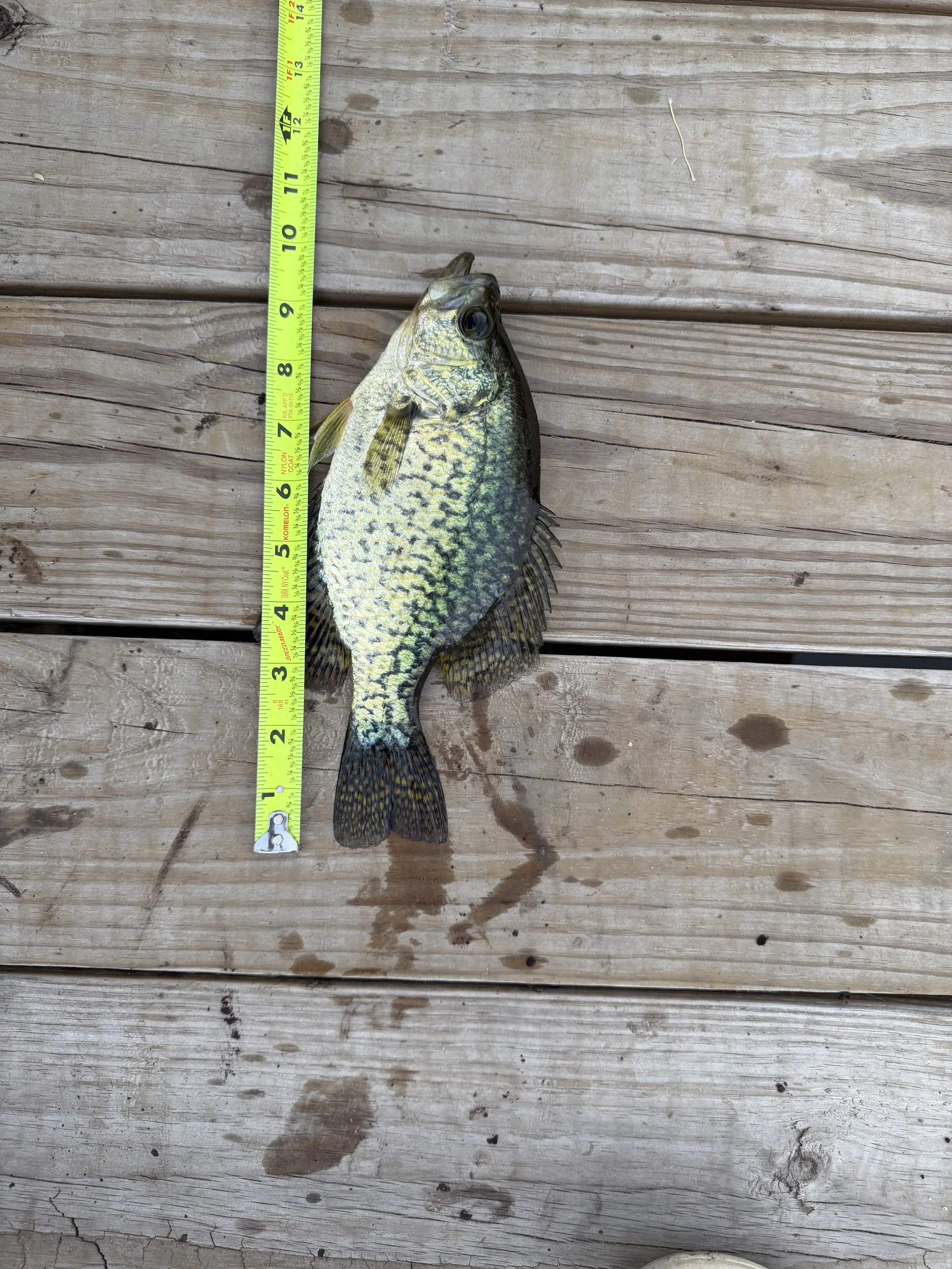 Crappie.Seth Tappel. 10 inch.jpeg