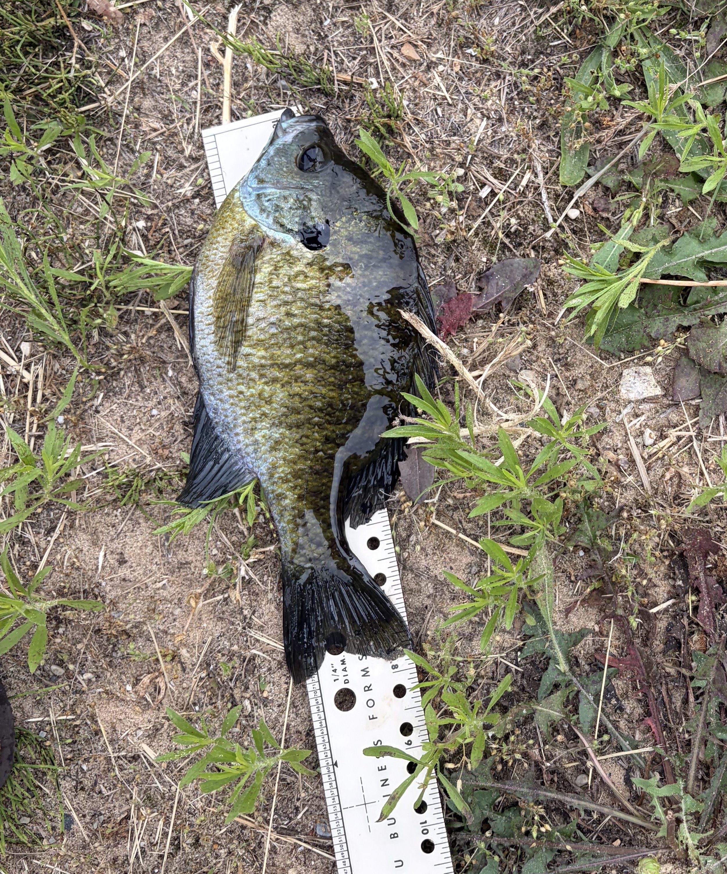 Bluegill. Blaise Basler. 7 and 7.8ths  inch.jpeg