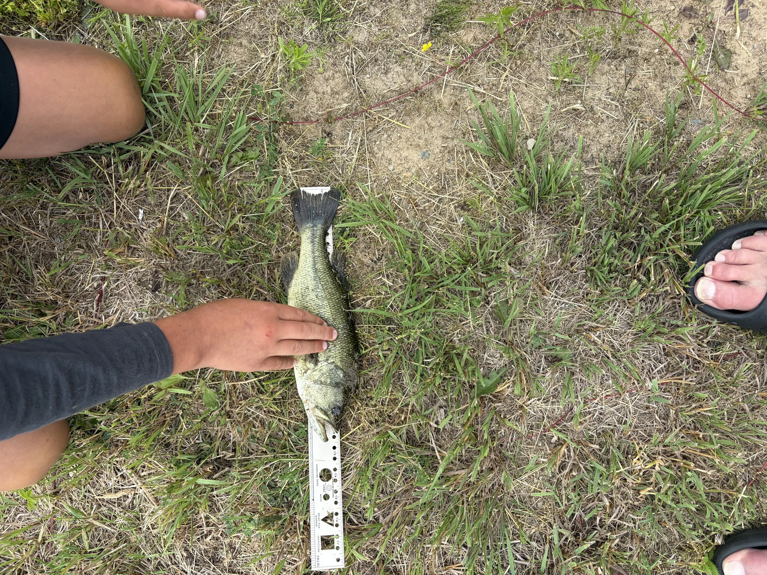 Largemouth Bass. Ben Basler. 12.5 inch.jpeg