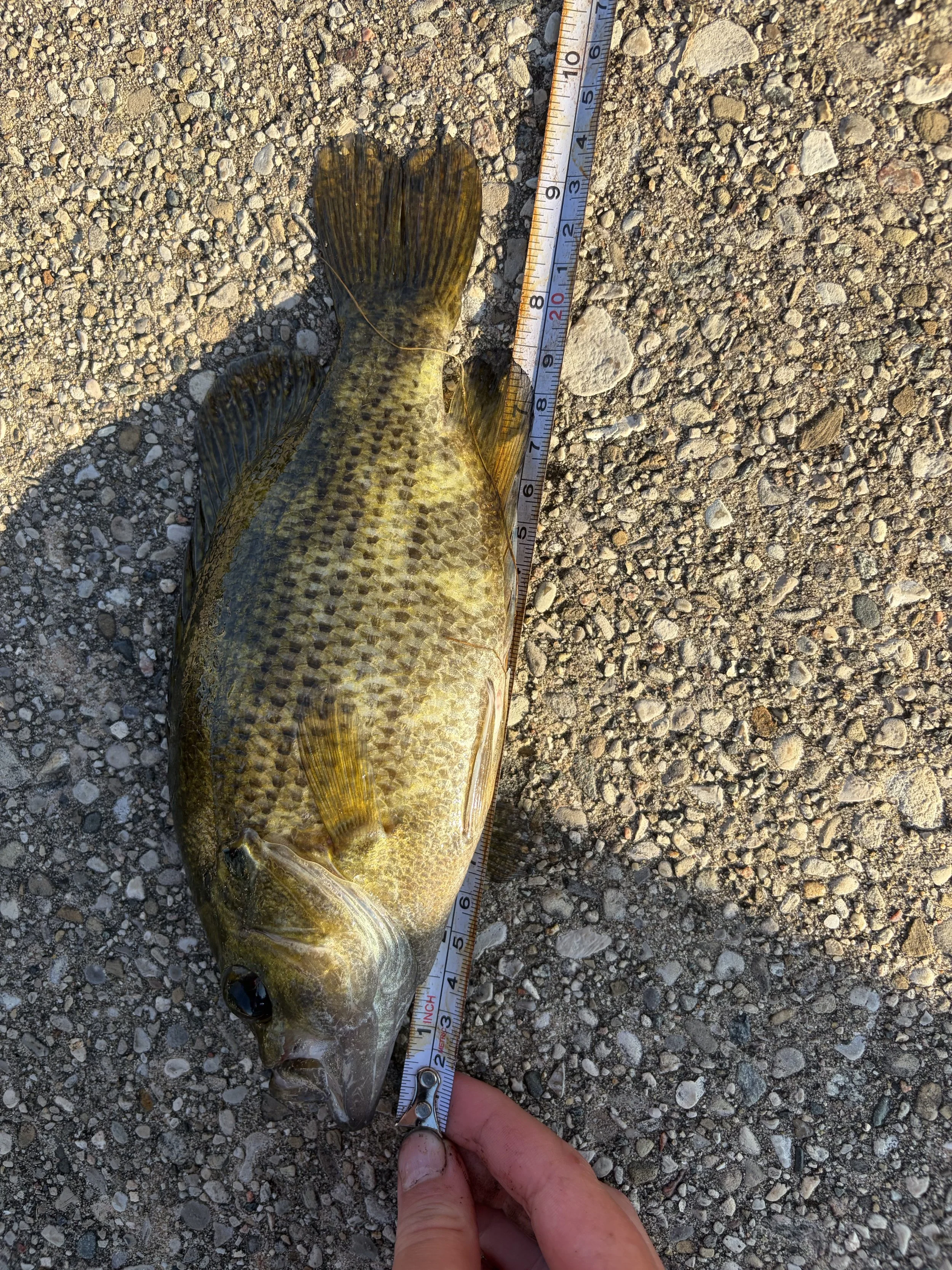 Rock Bass. Parker Smith. 9.25 inch.jpeg