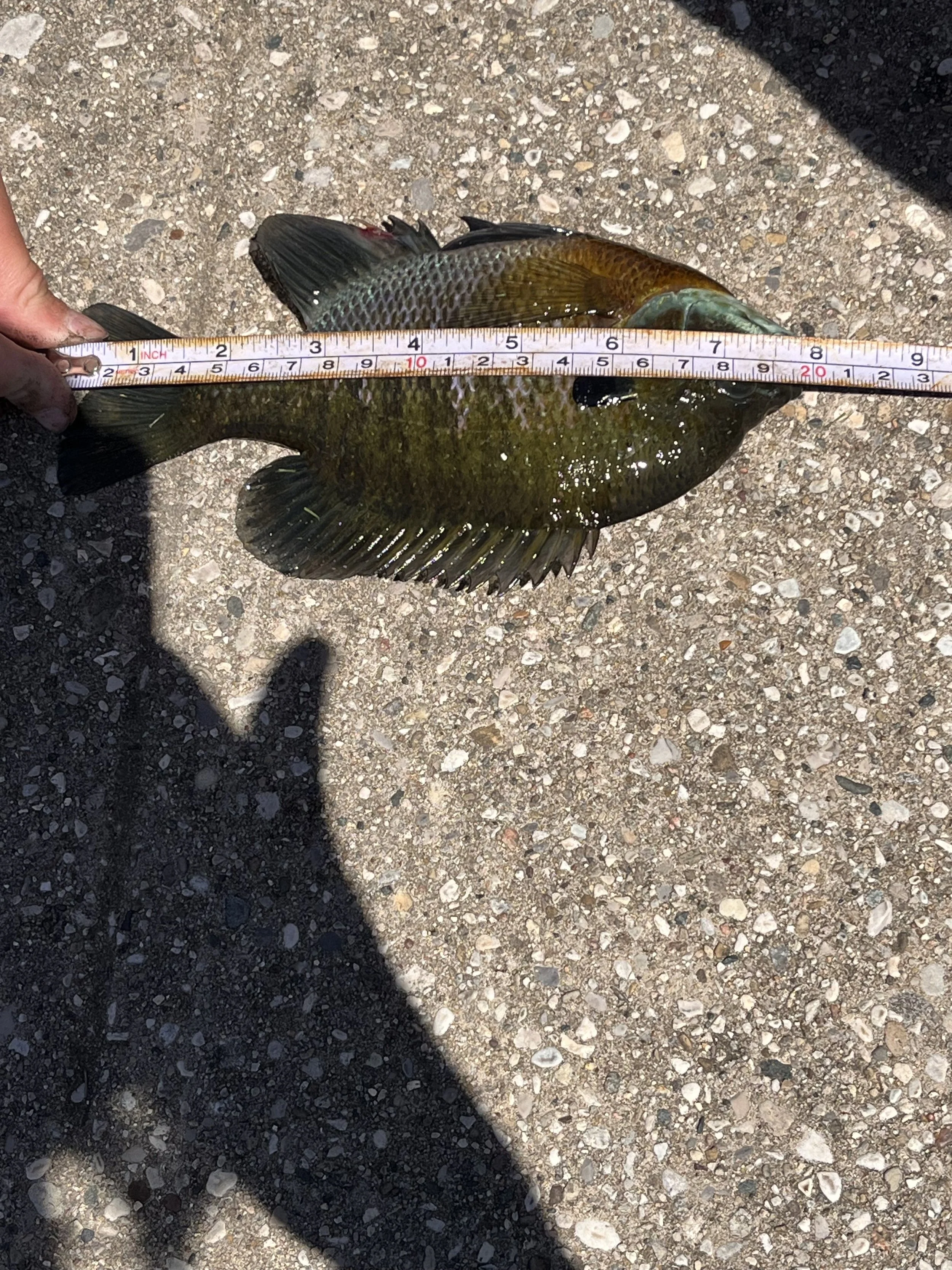 Bluegill. Kayden Stiver. 7 and 7.8th inch.jpeg