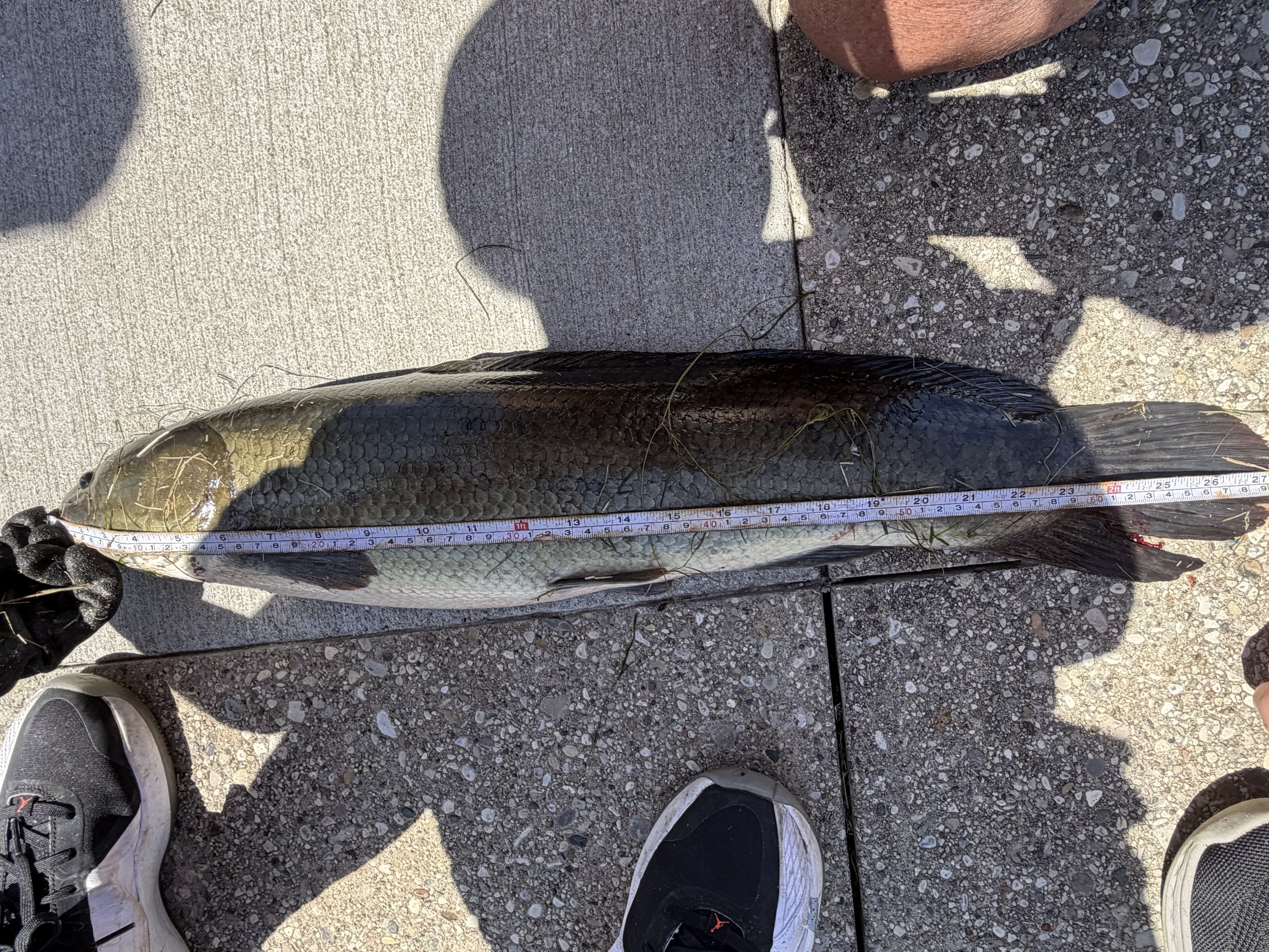 Dogfish.Bowfin. Parker Smith. 27 inch.jpeg