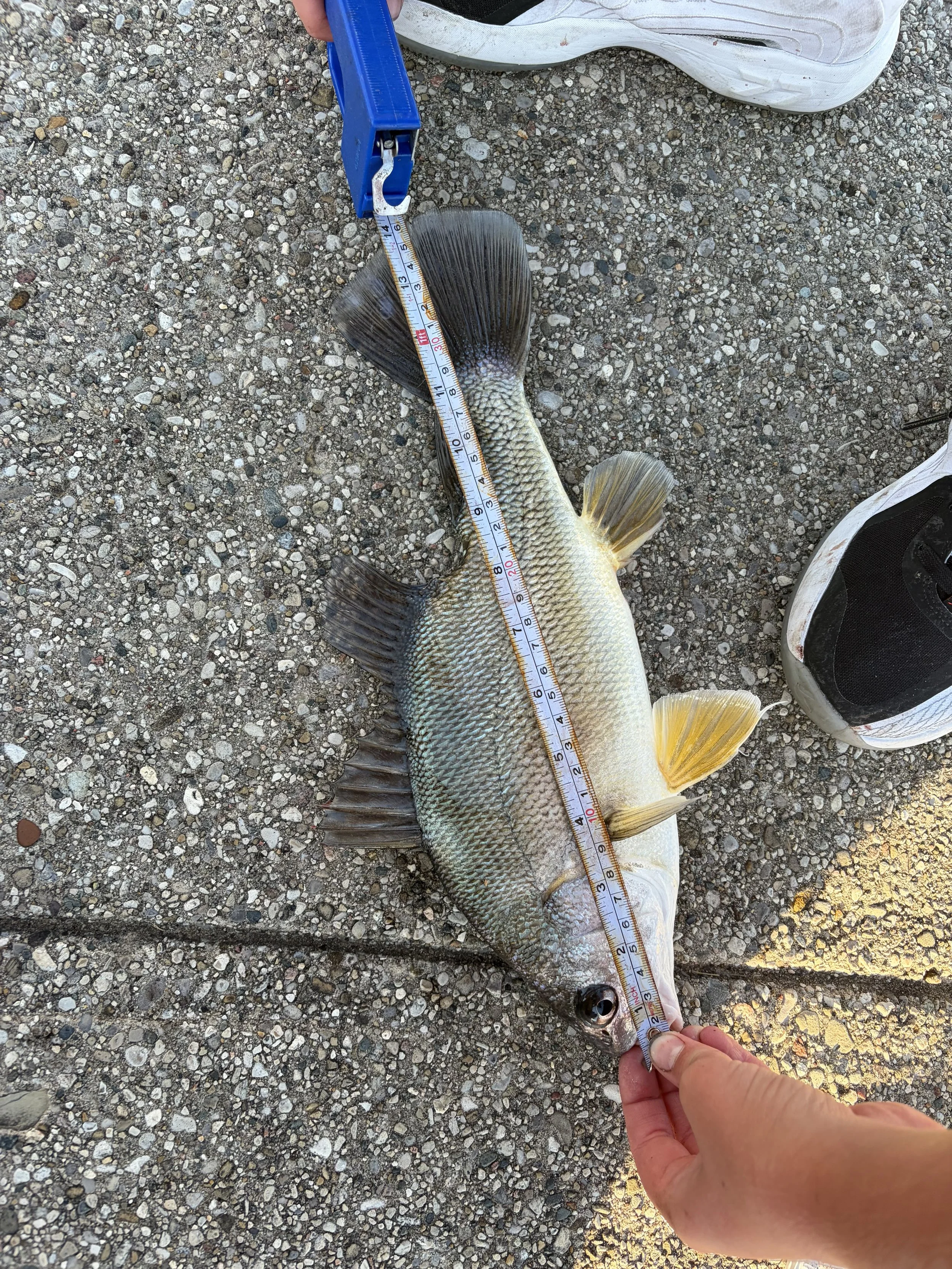 Sheepshead. Parker Smith. 14 inch.jpeg