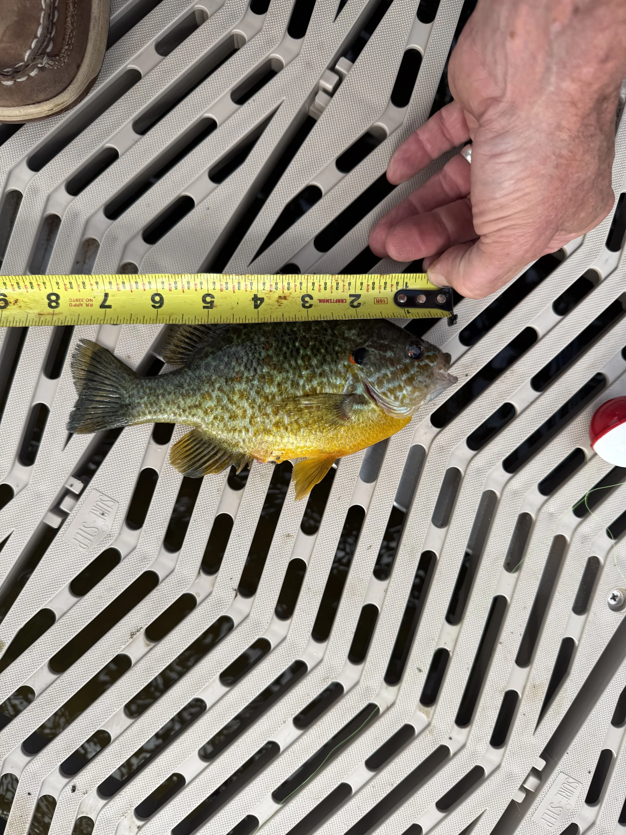 Pumpkinseed. Evan Smith. 7 and  5.8 inch.jpeg