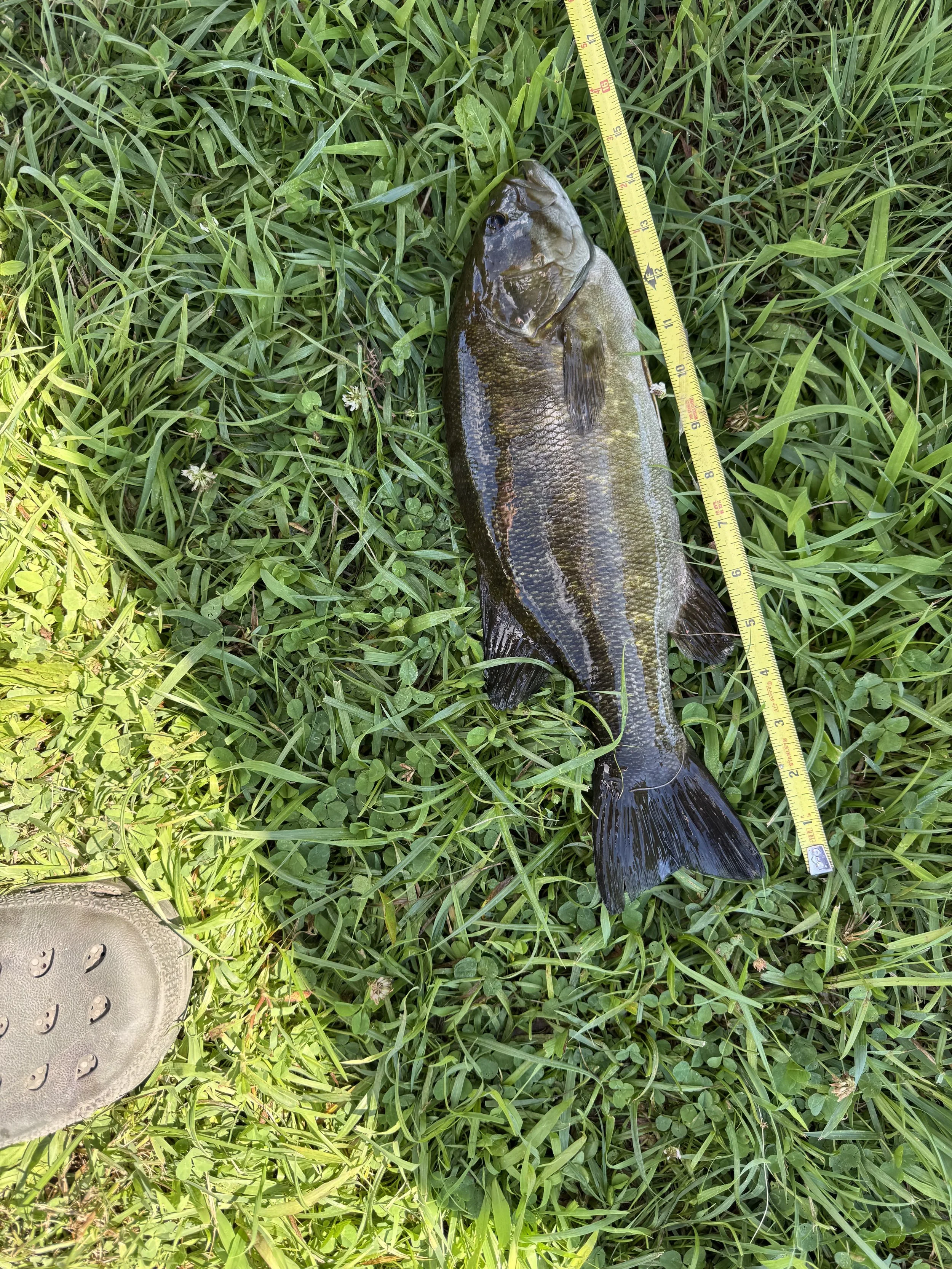 Smallmouth Bass. Henry Slotsema. 15 inch.jpeg